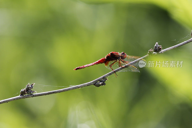 红镖蜻蜓(Crocothemis erythraea)